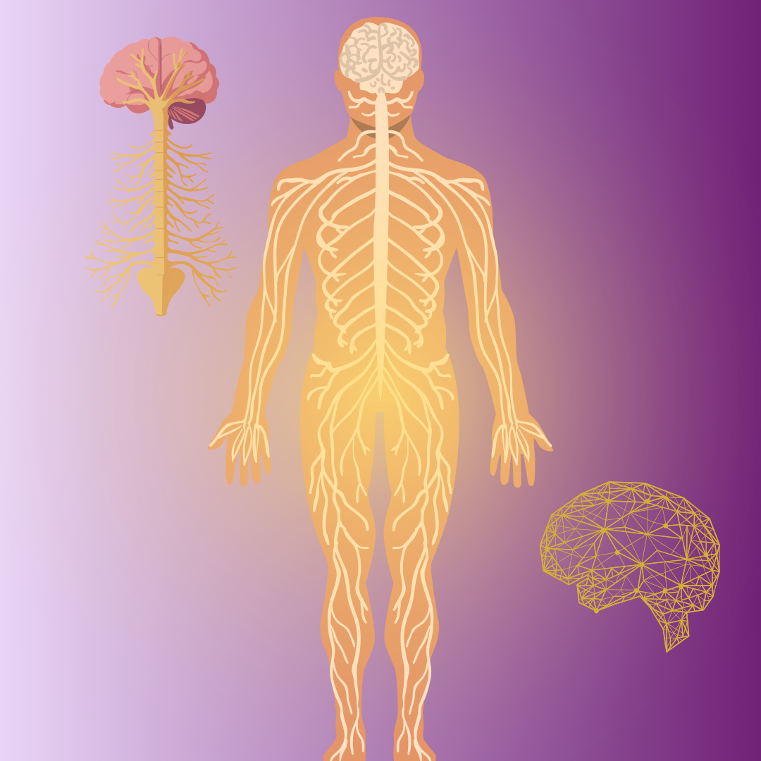 Nervous system reset plan